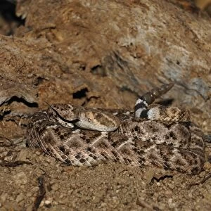 Western Diamondback Rattlesnake (Crotulus atrox) adult, coiled with tongue extended and rattle raised, Arizona, U. S. A