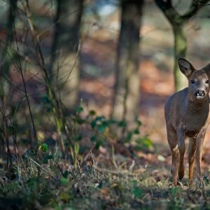 Western Roe Deer (Capreolus capreolus) doe, walking in oak woodland, Norfolk, England, november