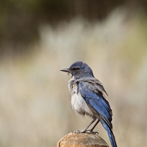 Crows And Jays Premium Framed Print Collection: Western Scrub Jay