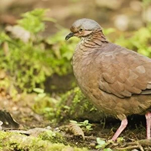 Doves Collection: Ecuadorian Ground Dove