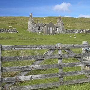 Wooden gate and sheep grazing beside derelict croft, West Mainland, Shetland Islands, Scotland