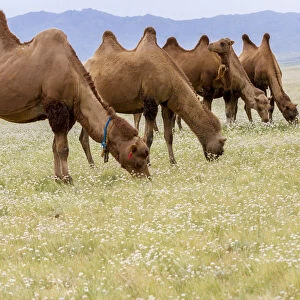 Bactrian Camel Herd. Gobi Desert. Mongolia