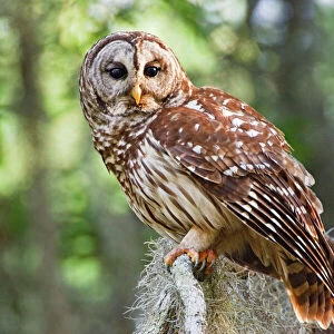 Barred Owl (Strix