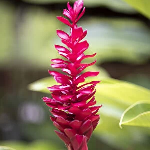 Belize, Central America. Red torch ginger flower
