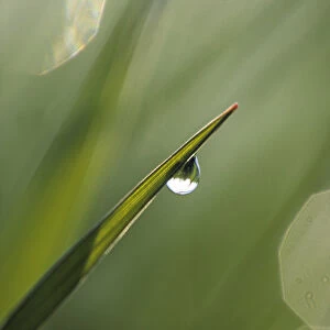 Blade of Grass with Dewdrop. Credit as: Nancy Rotenberg / Jaynes Gallery / DanitaDelimont