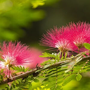 Caribbean, Trinidad, Asa Wright Nature Center. Mimosa blossoms close-up