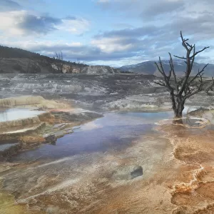 Dead trees entombed in travertine deposits colored by thermophilic bacteria. Upper Terraces of Mammoth Hot Springs, Yellowstone National Park