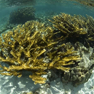 Elkhorn Coral (Acropora palmata), Hol Chan Marine Reserve near Ambergris Caye and Caye Caulker