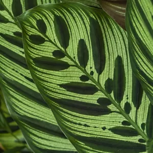 Fiji, Vanua Levu. Back-lit green leaves showing veins