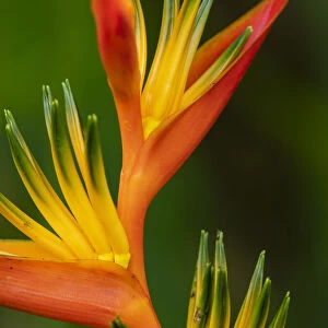 Fiji, Vanua Levu. Close-up of Bird Of Paradise plant
