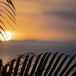 Fiji, Vanua Levu. Palm fronds silhouetted in sunset over the ocean