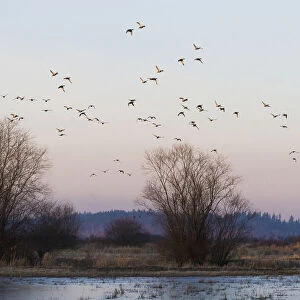 Flock of ducks, flying past frozen wetland