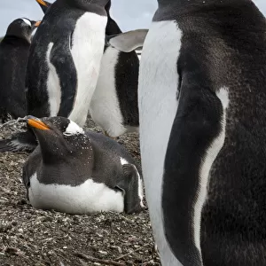 Gentoo penguin colony, Pygoscelis papua