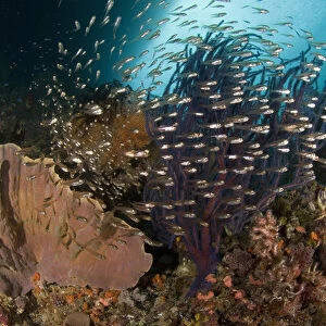 Indian Ocean, Indonesia, Raja Ampat. Reef panorama with corals and glassy cardinalfish