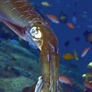 Indonesia, Lembata Island. Close-up of a squid