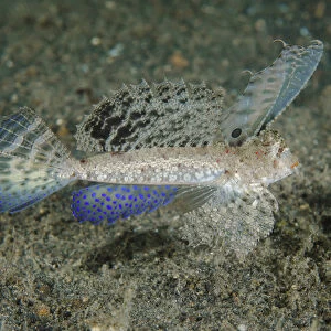 Indonesia, Lembeh Strait. Close-up of dragonet fish