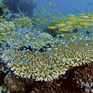 Indonesia, Papau, Raja Ampat, Misool. Damselfish and snappers school over reef corals