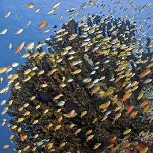 Indonesia, Papua, Raja Ampat. Schooling fish swim past reef corals