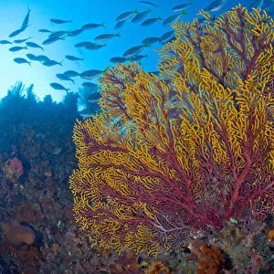 Indonesia, Raja Ampat. Colorful sea fan or gorgonian coral