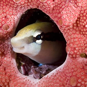 Indonesia, Raja Ampat. Lance blenny fish peers out of hole in coral