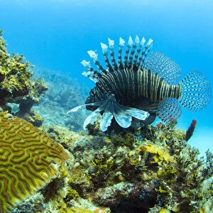 An invasive lionfish swims along the edge of a coral reef on the north coast of Cuba
