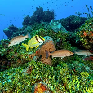 Northern Bahamas, Caribbean. Fish and coral