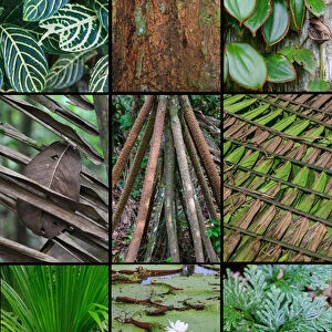 A poster featuring plants found in the Jungles of the Peruvian Rainforest
