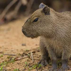 South America. Brazil. A capybara (Hydrochoerus hydrochaeris) is a rodent commonly