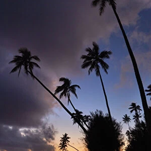 Sunset over coconut palm trees and Pacific Ocean, Rarotonga, Cook Islands, South Pacific
