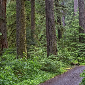 USA, Oregon, Willamette National Forest, Opal Creek Scenic Recreation Area, Trail through lush