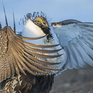 USA, Wyoming, Sublette County. Greater Sage Grouse male stretching his wings