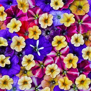 Variety of petunia flowers in pattern, Sammamish Washington