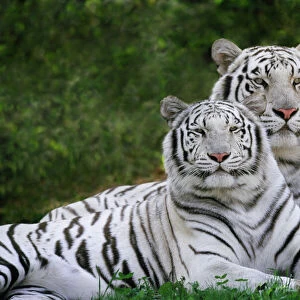 Mammals Framed Print Collection: Bengal Tiger