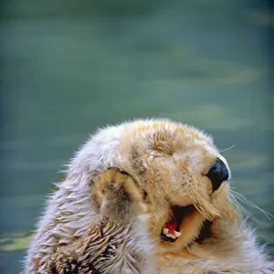 Yawning Endangered California Sea Otter (Enhydra luris) floating face up, Monterey, CA