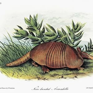 AUDUBON: ARMADILLO. Nine-banded armadillo (Dasypus novemcinctus). Lithograph, c1854