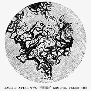 Engraving after a drawing by Robert Koch of tuberculosis bacilli, after two weeks growth under a culture, as seen under the microscope