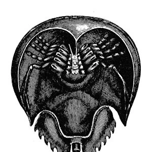 HORSESHOE CRAB. The underside of a king, or horseshoe, crab (Xiphosurus sowerbyi). Line engraving, c1882