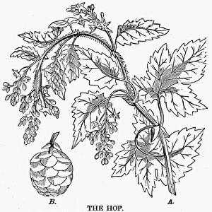 (Humulus lupulus). A branch of the male Hop Plant. B. A Hop or catkin of the flowers of the Female Hop. Wood engraving, american