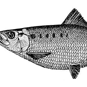 H Photographic Print Collection: Hickory Shad