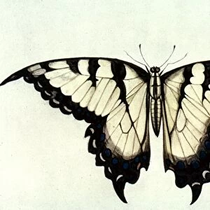 SWALLOW-TAIL BUTTERFLY. Watercolor, c1585, by John White