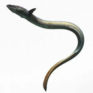 Adult Eel (Anguilliformes) swimming, making curving shape, side view