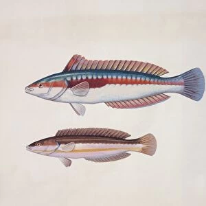 Close-up of two rainbow wrasse fish (Coris julis)