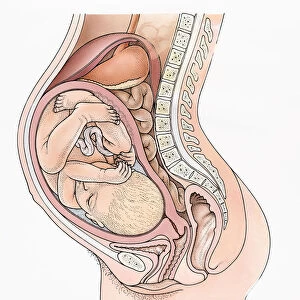 The digestive system during pregnancy, a cross section