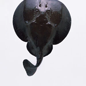 Electric ray