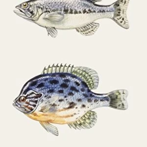 Fishes: Perciformes, Largemouth bass (Micropterus salmoides), Pumpkinseed (Lepomis gibbosus), Crucian carp school (Carassius carassius), Goldfish (Carassius auratus auratus)