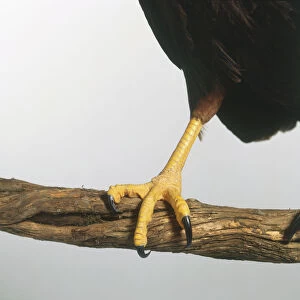 Foot of a Merlin (Falco columbarius) on a branch, close-up