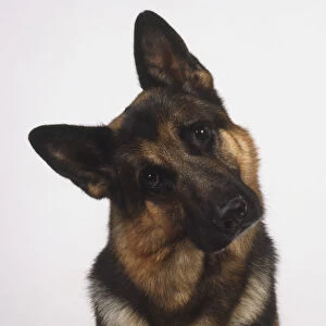German Shepherd dog (Canis familiaris) sitting up with its head tilted to one side, front view