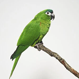 Hahns Macaw bird (D. nobilis)