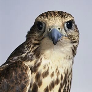 Saker falcon (Falco cherrug), looking at camera