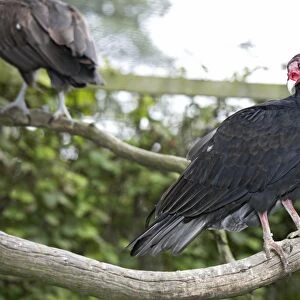 Turkey Vulture (Cathartes aura) perching on branch